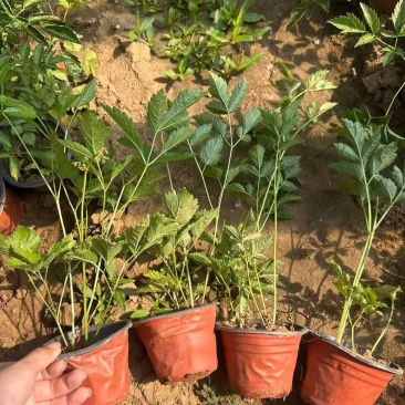 观花植物络新妇120杯，基地有量，欢迎来一亩田订购。
