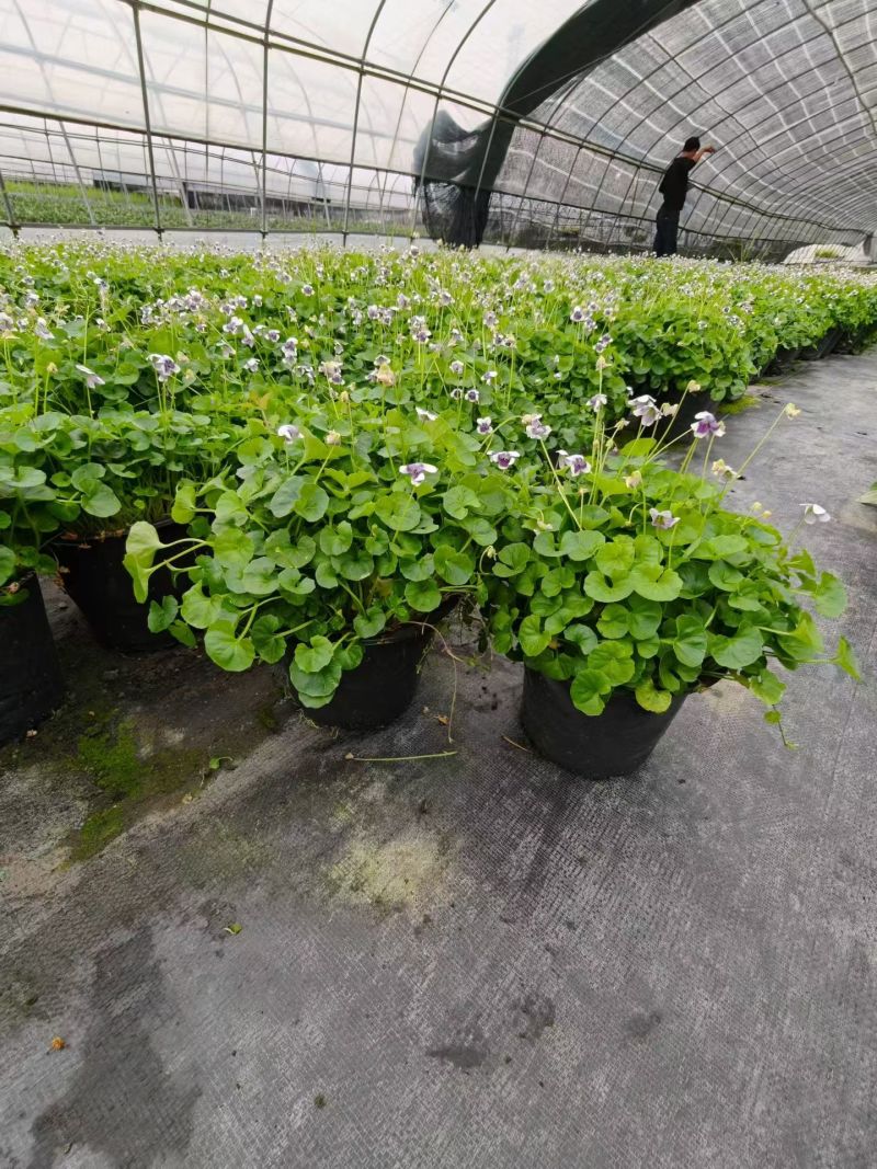 观花植物熊猫堇，120杯、1加仑、2加仑，有量，欢迎订购