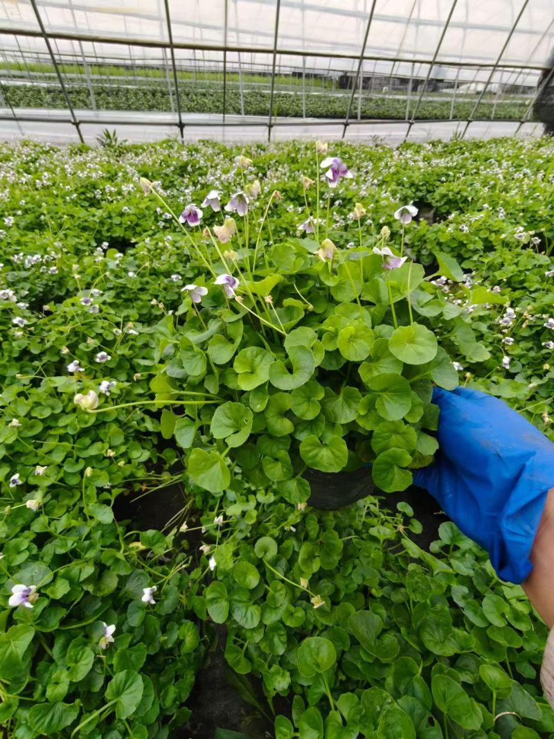 观花植物熊猫堇，120杯、1加仑、2加仑，有量，欢迎订购