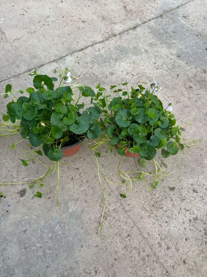 观花植物熊猫堇，120杯、1加仑、2加仑，有量，欢迎订购