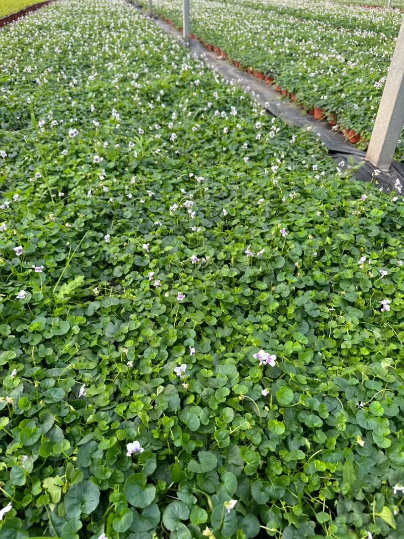 观花植物熊猫堇，120杯、1加仑、2加仑，有量，欢迎订购
