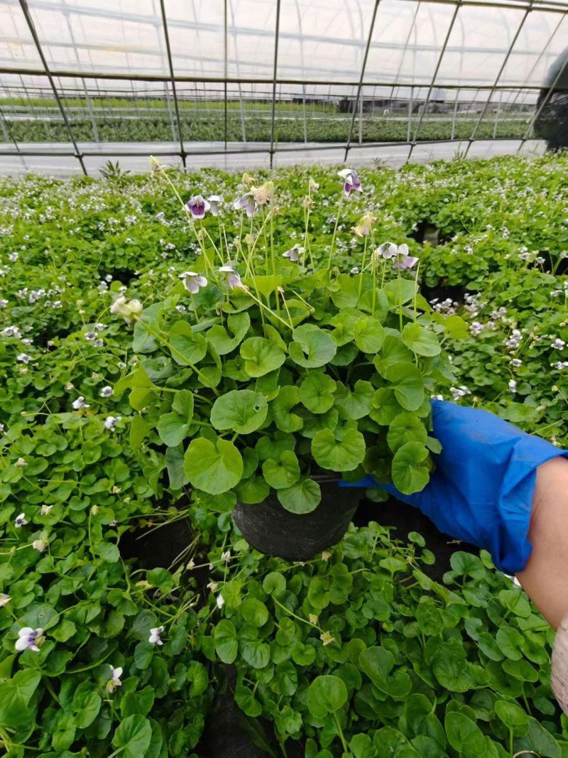 观花植物熊猫堇，120杯、1加仑、2加仑，有量，欢迎订购