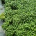 观花植物熊猫堇，120杯、1加仑、2加仑，有量，欢迎订购