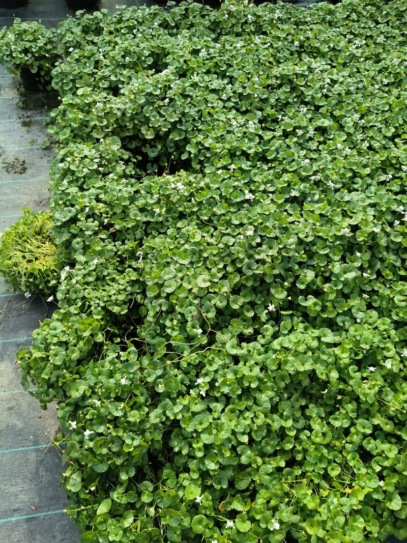 观花植物熊猫堇，120杯、1加仑、2加仑，有量，欢迎订购