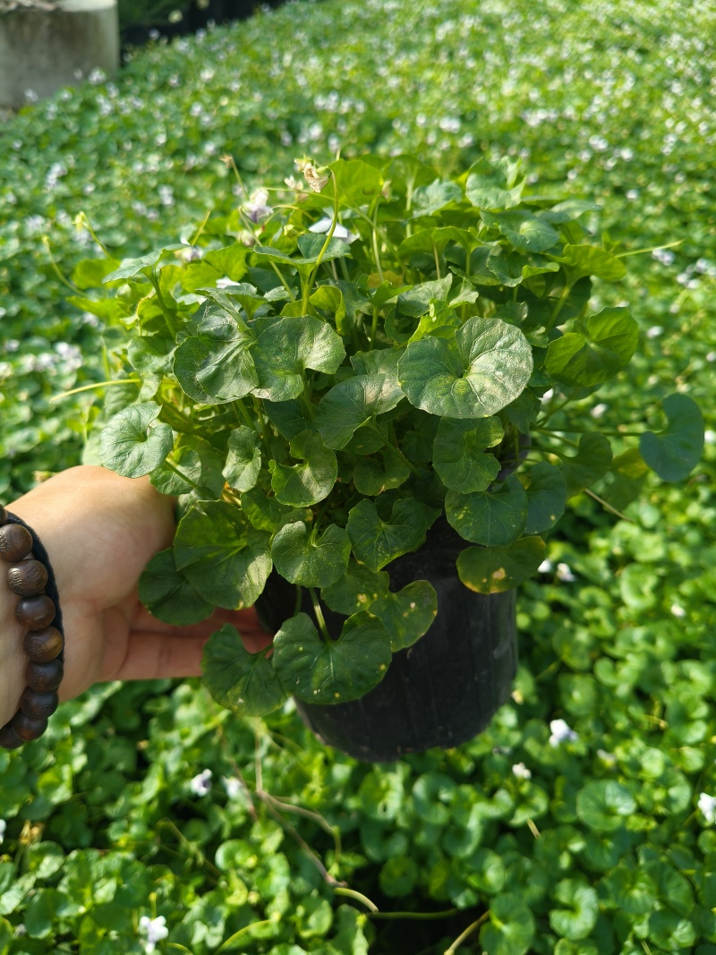 观花植物熊猫堇，120杯、1加仑、2加仑，有量，欢迎订购