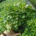 观花植物熊猫堇，120杯、1加仑、2加仑，有量，欢迎订购