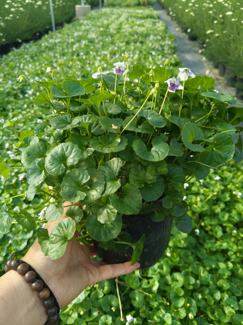 观花植物熊猫堇，120杯、1加仑、2加仑，有量，欢迎订购