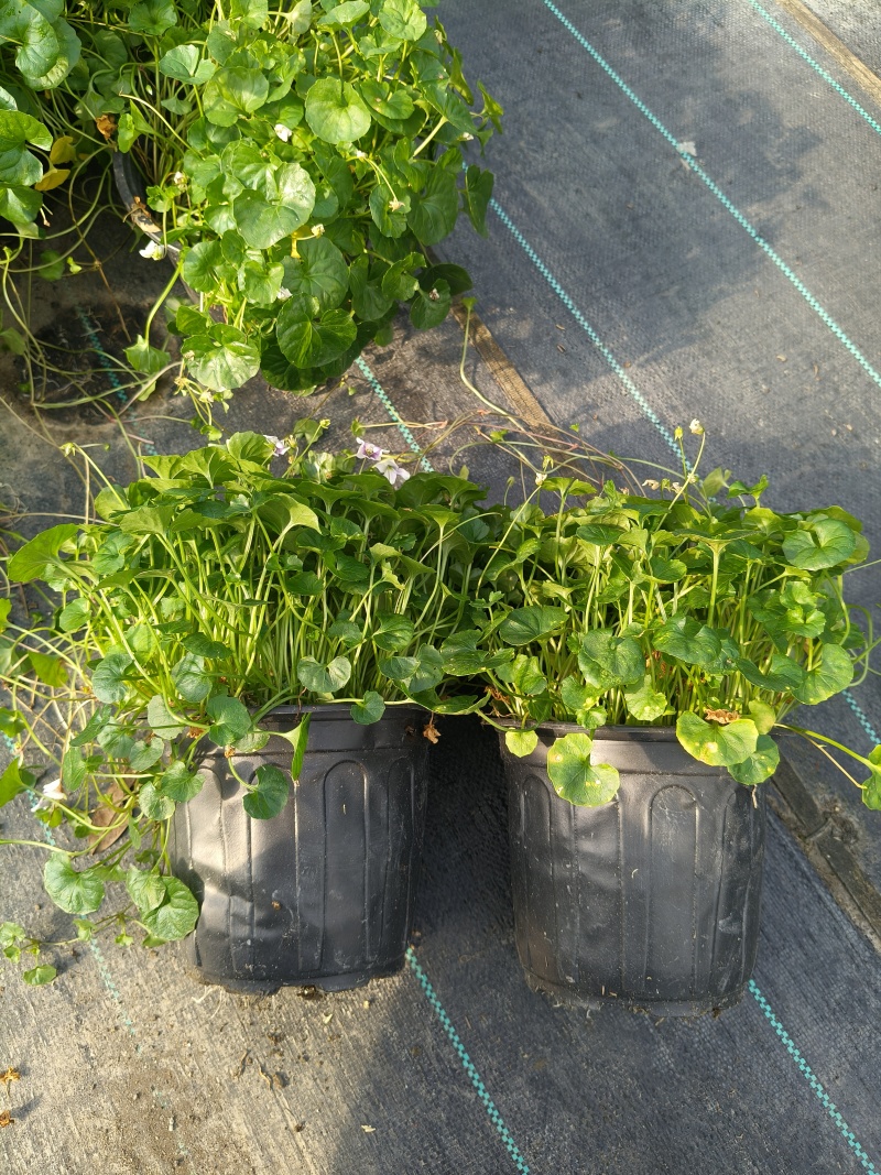 观花植物熊猫堇，120杯、1加仑、2加仑，有量，欢迎订购
