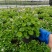观花植物熊猫堇，120杯、1加仑、2加仑，有量，欢迎订购