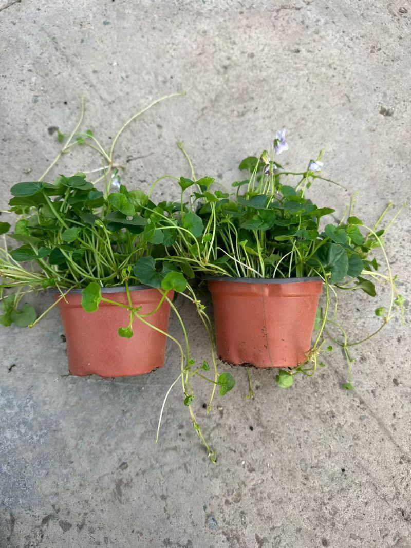 观花植物熊猫堇，120杯、1加仑、2加仑，有量，欢迎订购