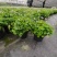 观花植物熊猫堇，120杯、1加仑、2加仑，有量，欢迎订购