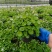 观花植物熊猫堇，120杯、1加仑、2加仑，有量，欢迎订购