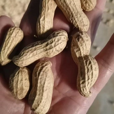 黑花生精选果