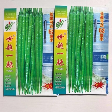 世超一辣,早熟长果条椒,坐果集中产量突出,抗病性强辣味适