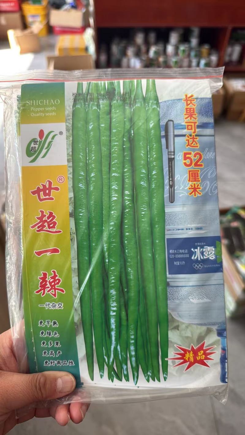 世超一辣,早熟长果条椒,坐果集中产量突出,抗病性强辣味适