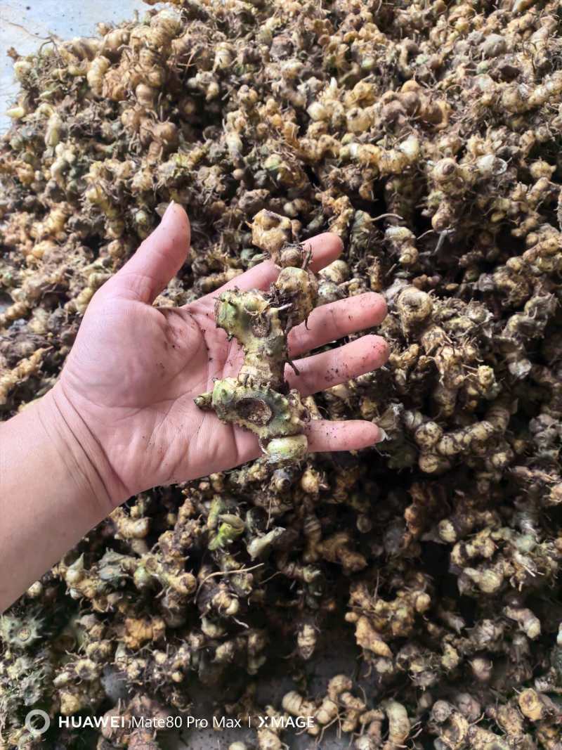 广西石山野生姜型黄精统货一蒸一烤足干货大量出货
