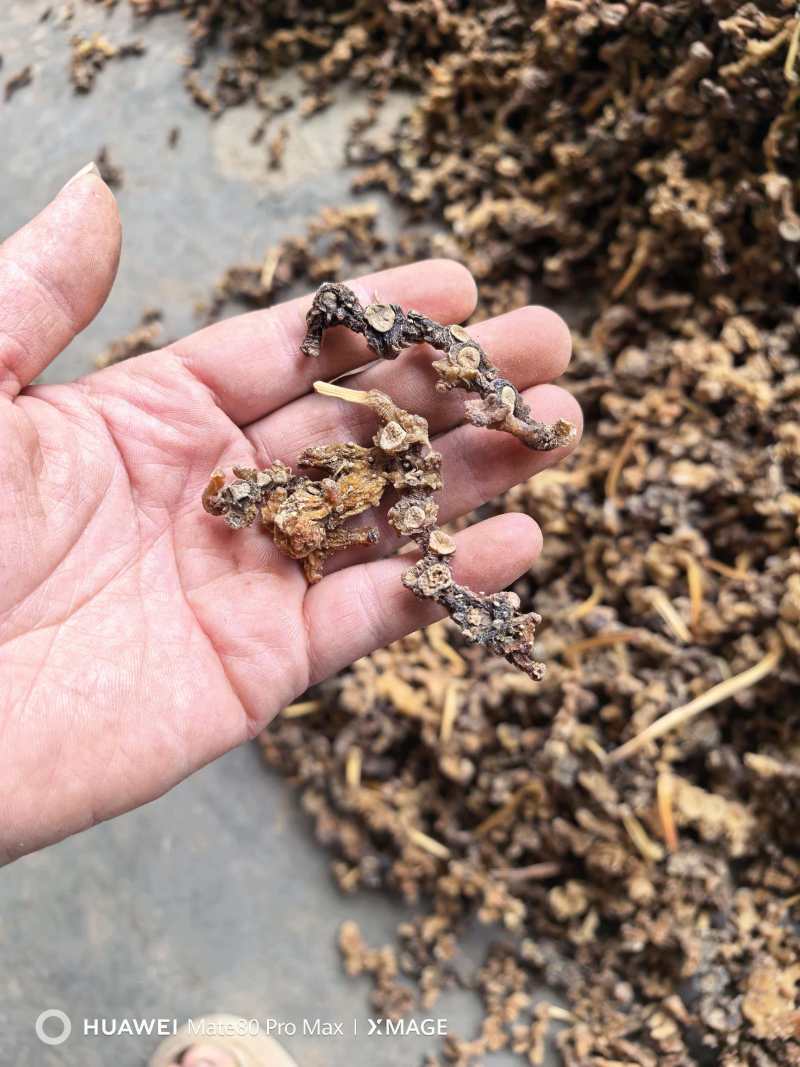 广西石山野生姜型黄精统货一蒸一烤足干货大量出货