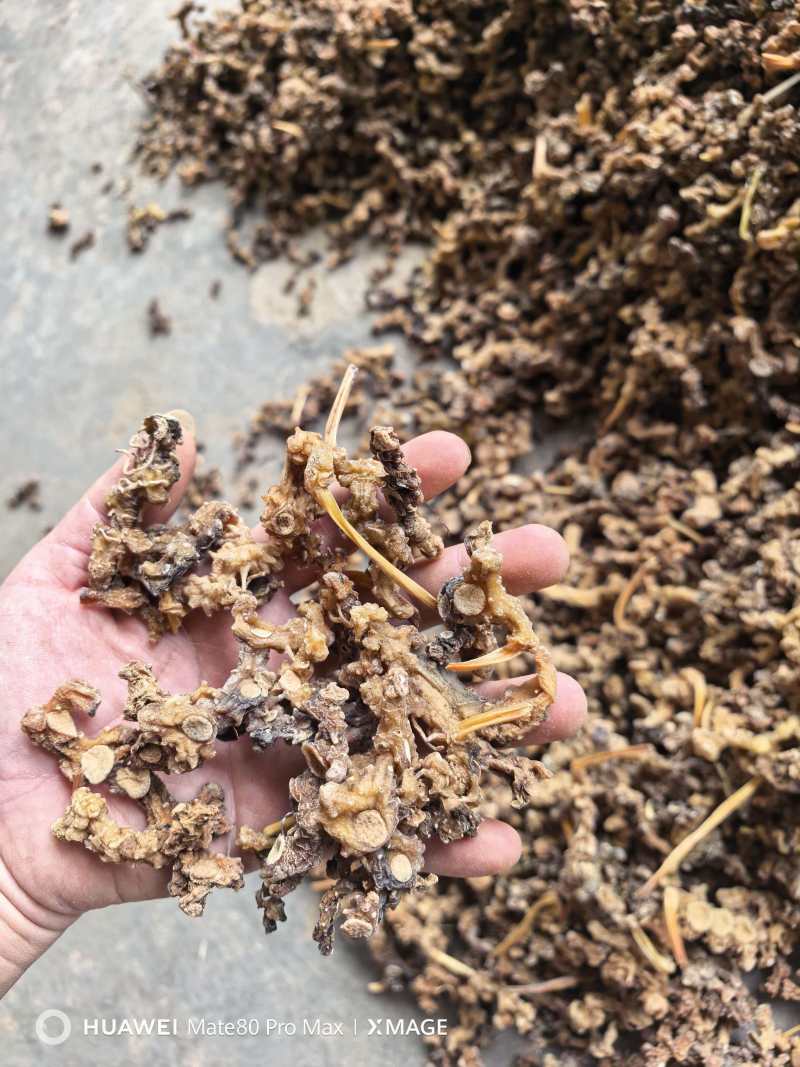 广西石山野生姜型黄精统货一蒸一烤足干货大量出货