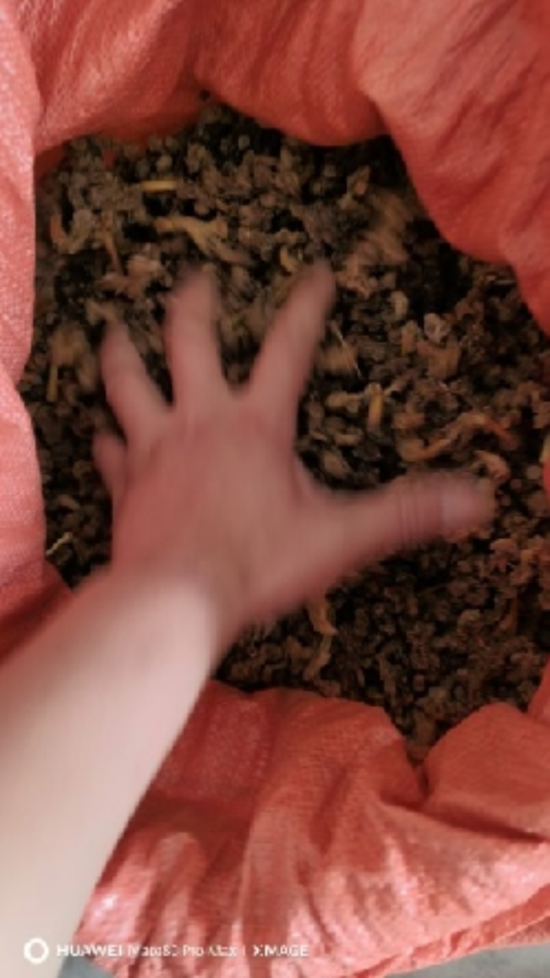 广西石山野生姜型黄精统货一蒸一烤足干货大量出货