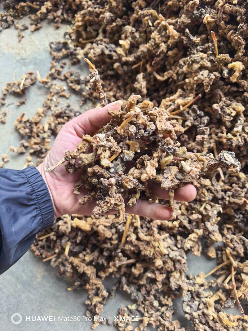 广西石山野生姜型黄精统货一蒸一烤足干货大量出货