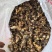 广西石山野生姜型黄精统货一蒸一烤足干货大量出货