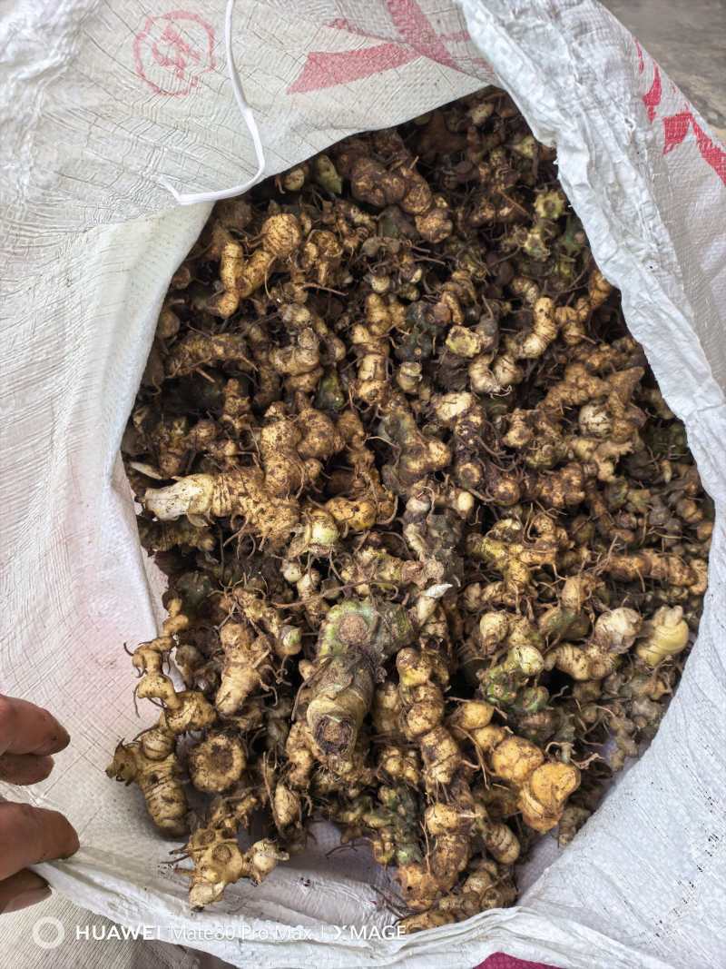 广西石山野生姜型黄精统货一蒸一烤足干货大量出货