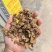 广西石山野生姜型黄精统货一蒸一烤足干货大量出货
