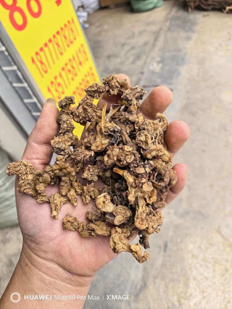 广西石山野生姜型黄精统货一蒸一烤足干货大量出货