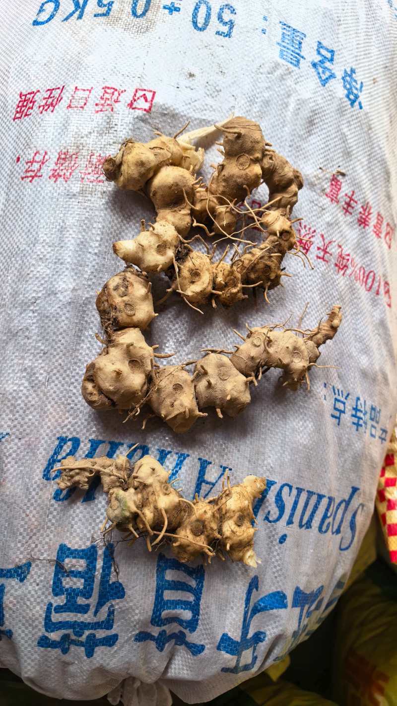 广西石山野生姜型黄精统货一蒸一烤足干货大量出货