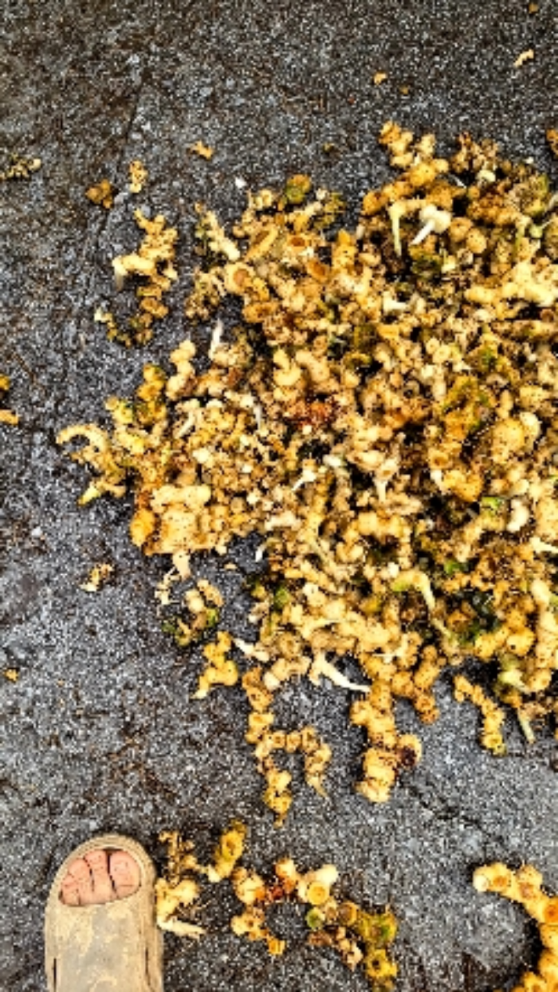 广西石山野生姜型黄精统货一蒸一烤足干货大量出货