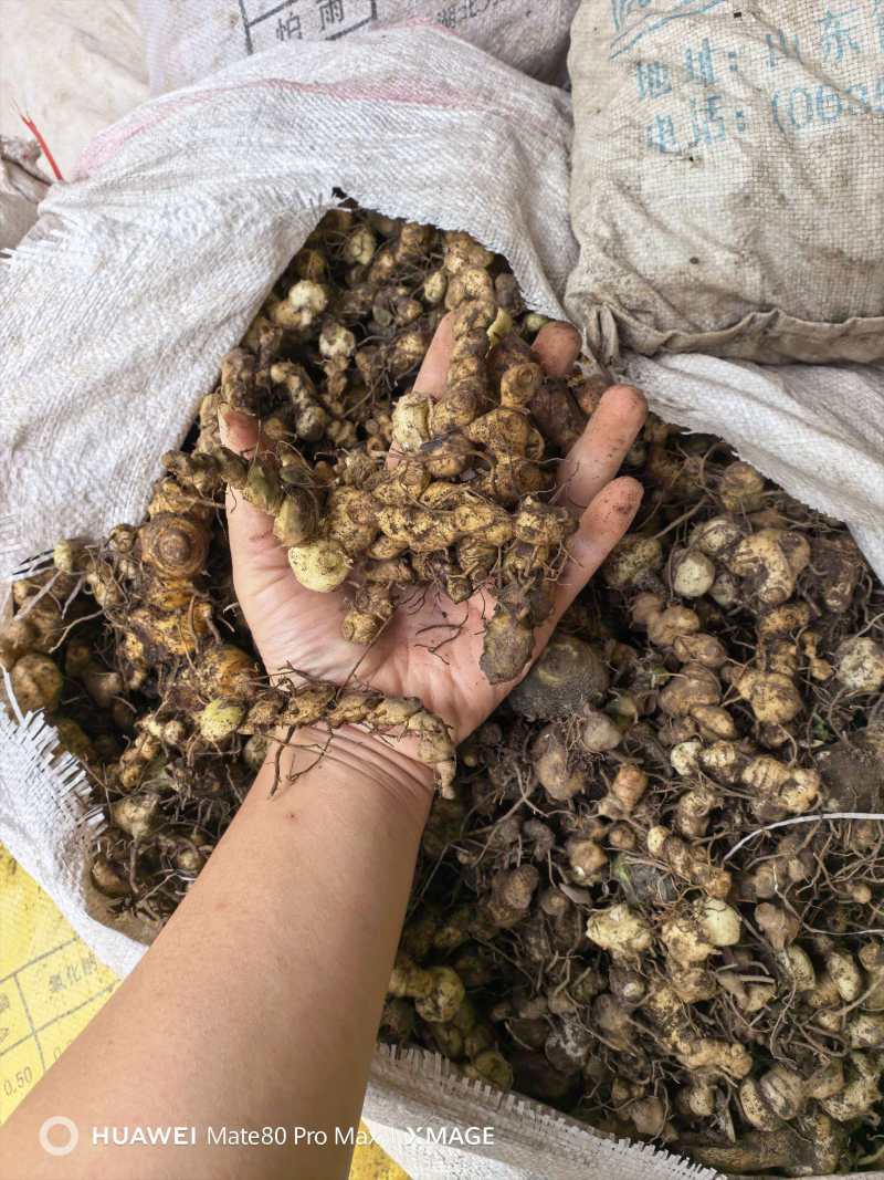广西石山野生姜型黄精统货一蒸一烤足干货大量出货