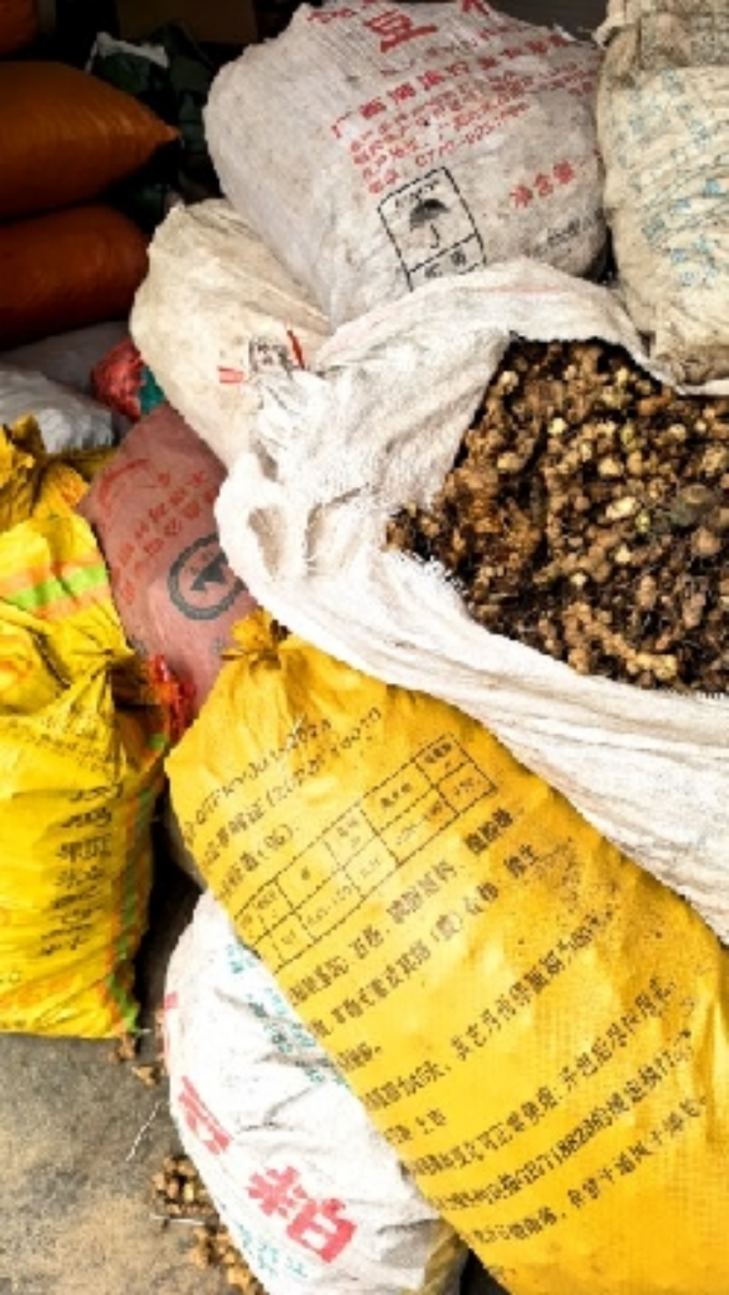 广西石山野生姜型黄精统货一蒸一烤足干货大量出货