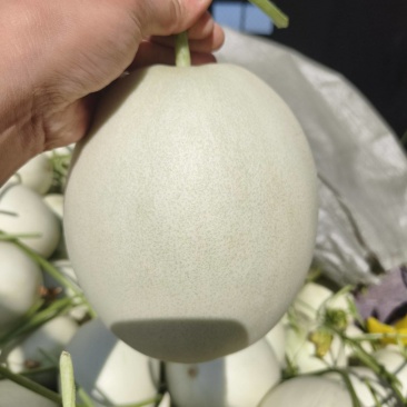 玉菇甜瓜，产地直发