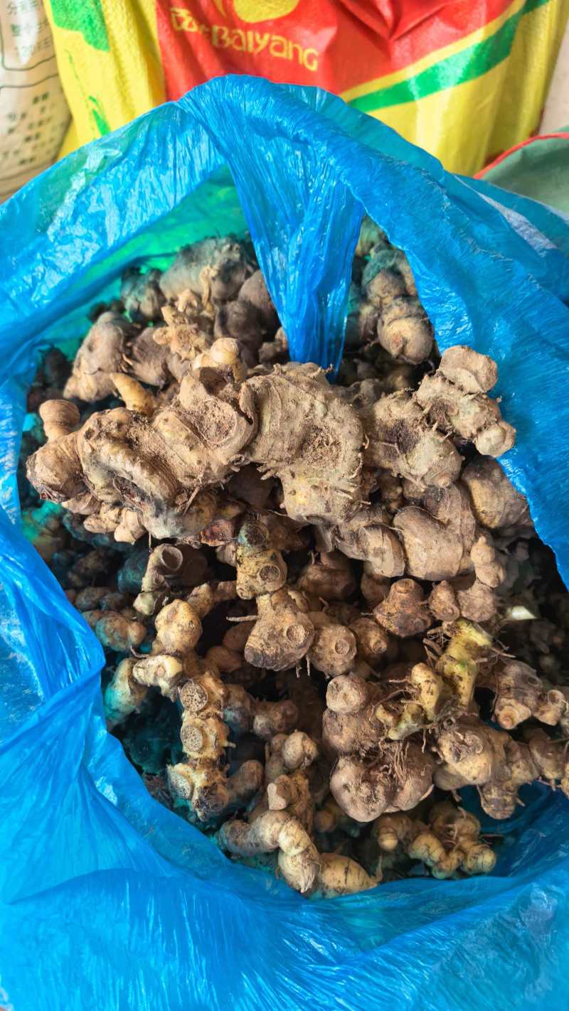 广西产地姜型黄精九蒸九晒黄精野生黄精
