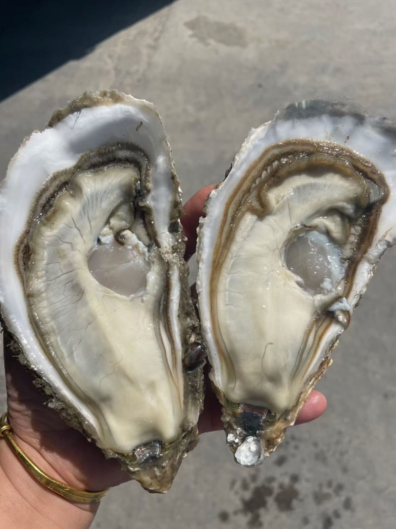 正宗乳山生蚝产地直发餐饮烧烤长期供货价格美丽一手货源
