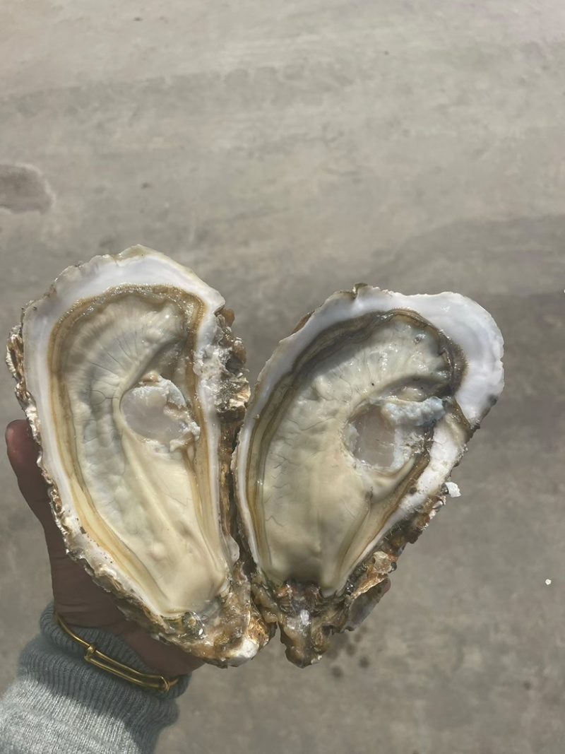 正宗乳山生蚝产地直发餐饮烧烤长期供货价格美丽一手货源