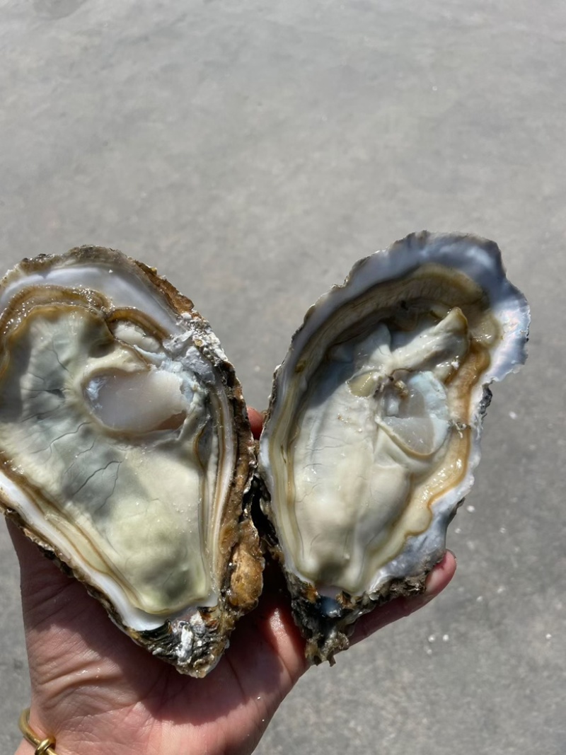正宗乳山生蚝产地直发餐饮烧烤长期供货价格美丽一手货源