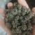 自己家大伯种的仿野生猫爪草品质保障可对接全国客商包邮