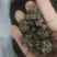 自己家大伯种的仿野生猫爪草品质保障可对接全国客商包邮