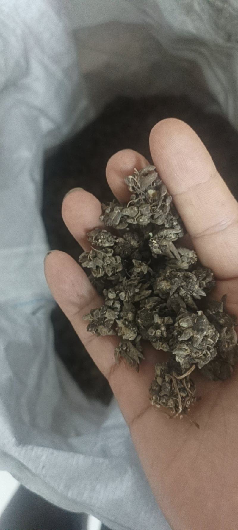 自己家大伯种的仿野生猫爪草品质保障可对接全国客商包邮