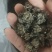 自己家大伯种的仿野生猫爪草品质保障可对接全国客商包邮