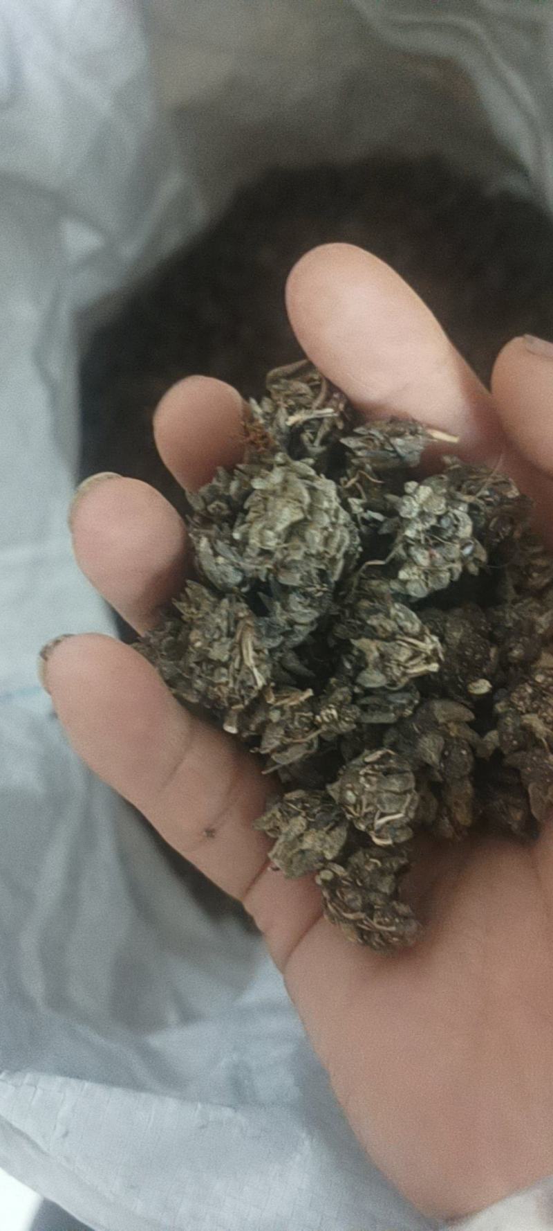 自己家大伯种的仿野生猫爪草品质保障可对接全国客商包邮