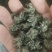 自己家大伯种的仿野生猫爪草品质保障可对接全国客商包邮