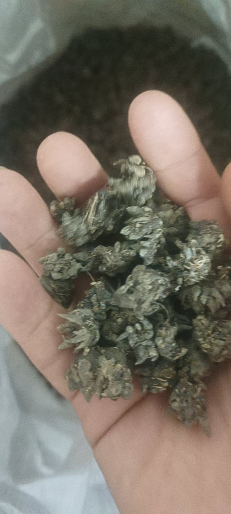 自己家大伯种的仿野生猫爪草品质保障可对接全国客商包邮