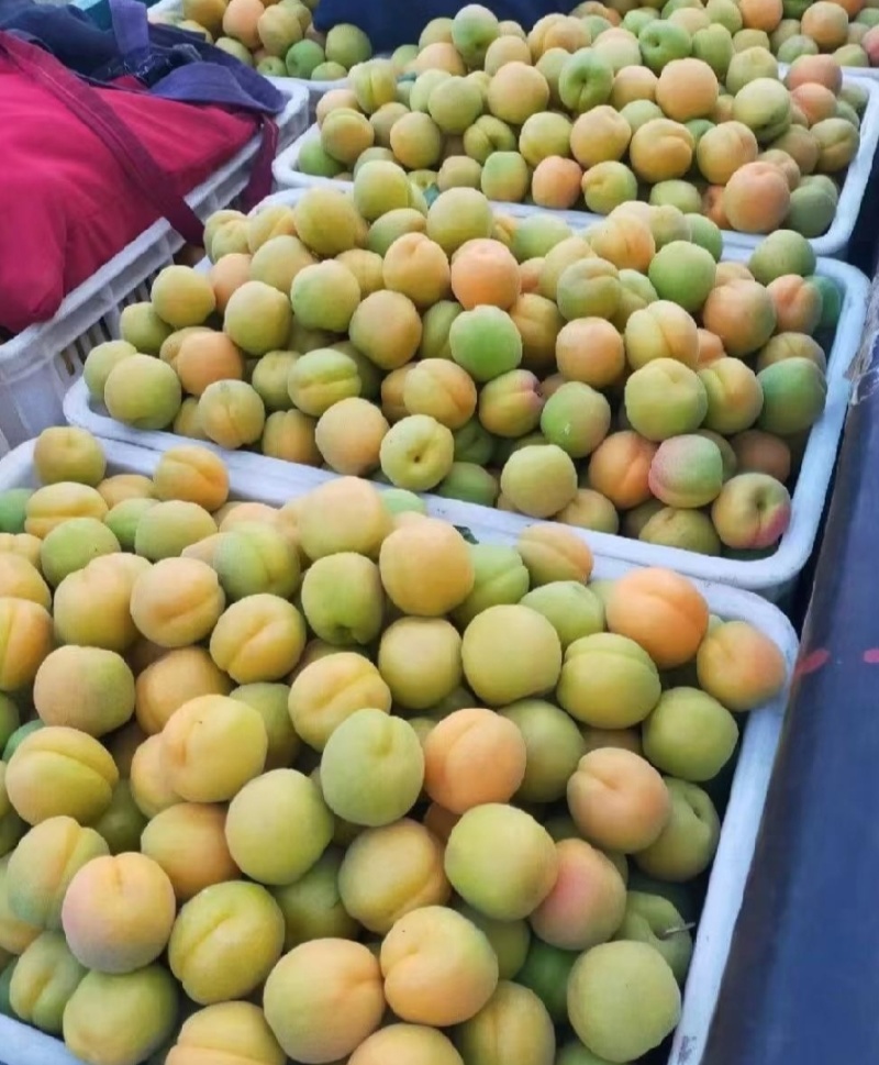 河北杏，杏，凯特杏，果铺杏，大量上市，口感好，个头发