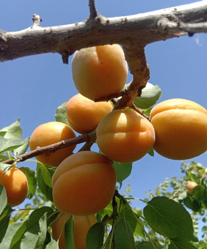河北杏，杏，凯特杏，果铺杏，大量上市，口感好，个头发