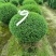 川滇蜡树球冠幅:1m、1.2m量，价优欢迎来一亩田订购。