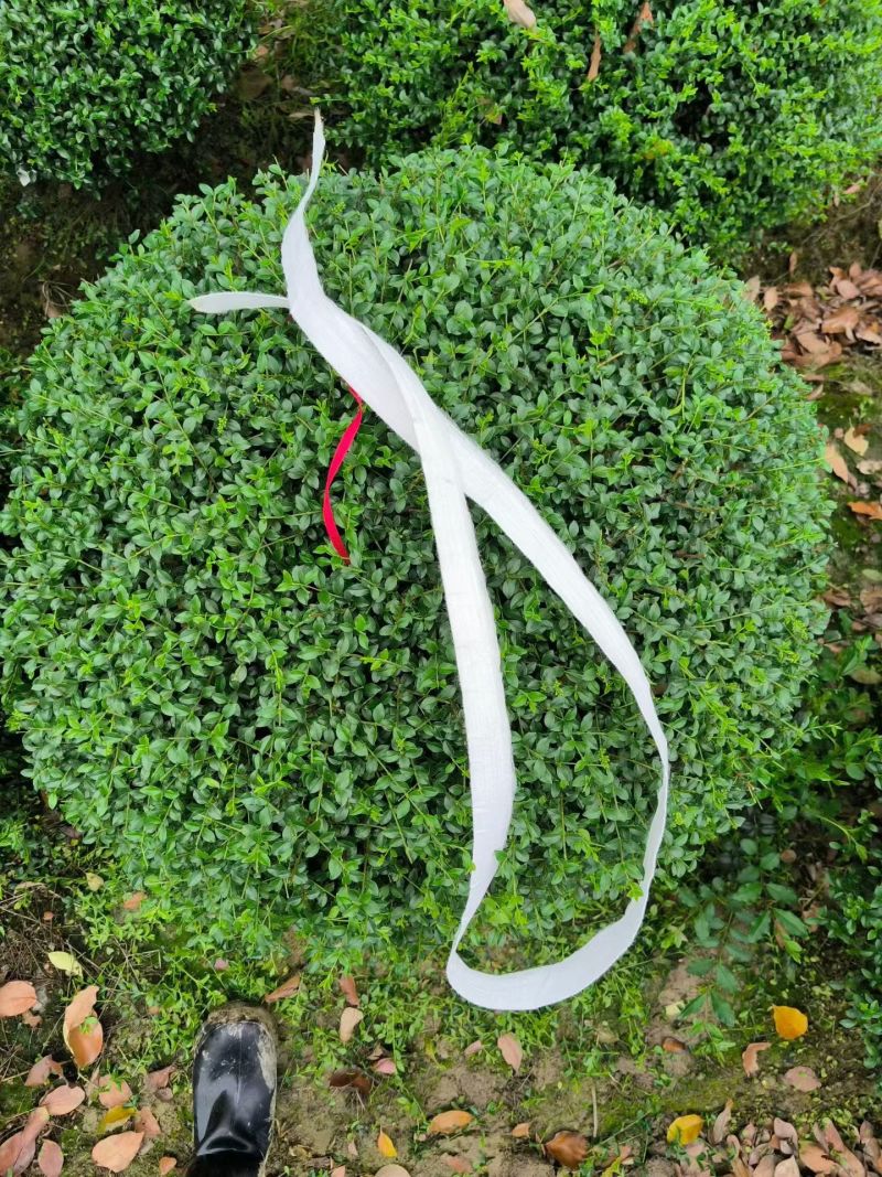 川滇蜡树球冠幅:1m、1.2m量，价优欢迎来一亩田订购。