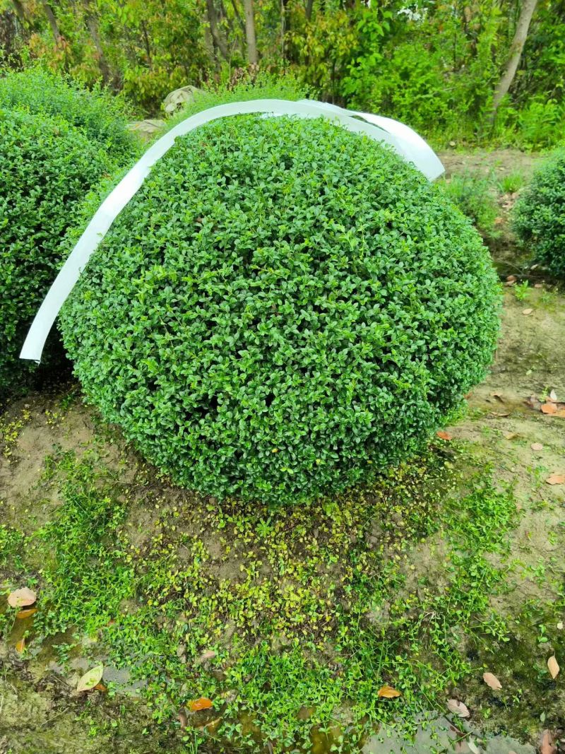川滇蜡树球冠幅:1m、1.2m量，价优欢迎来一亩田订购。