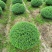 川滇蜡树球冠幅:1m、1.2m量，价优欢迎来一亩田订购。